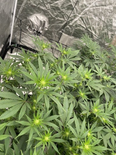 Second run; 🍇 Grape Gas ⛽️ + Trop Cherry S1 🍒