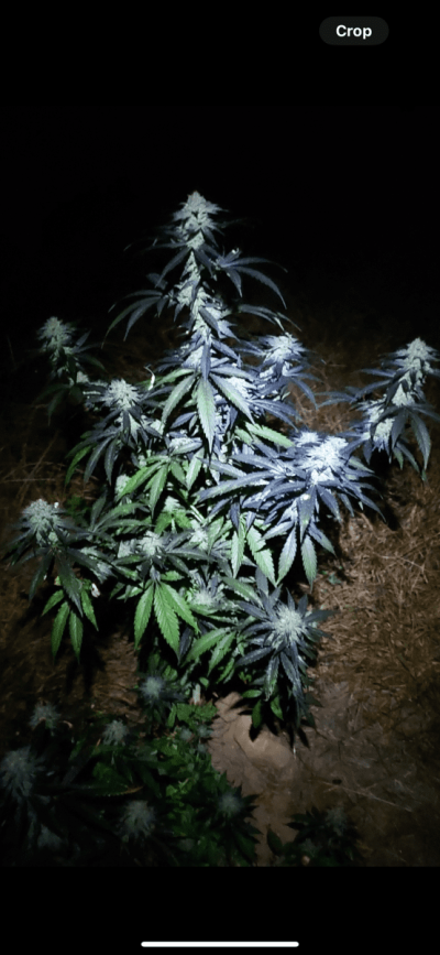 Let's see your 2023 outdoor grow!