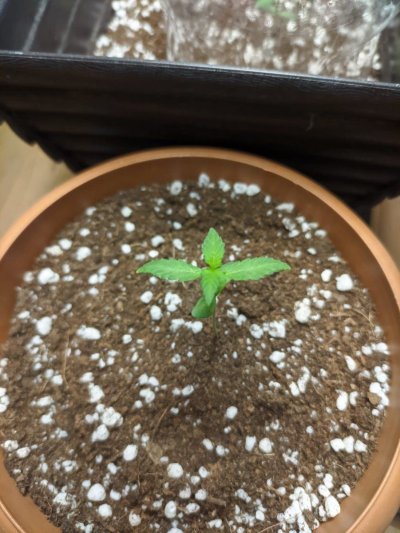 15-days-old.jpeg