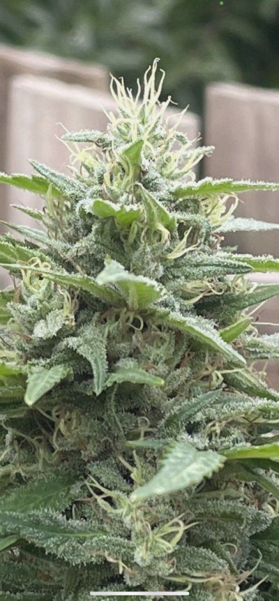 Hawk's Granddaddy Purple & THC Bomb Grow Journal - 2023