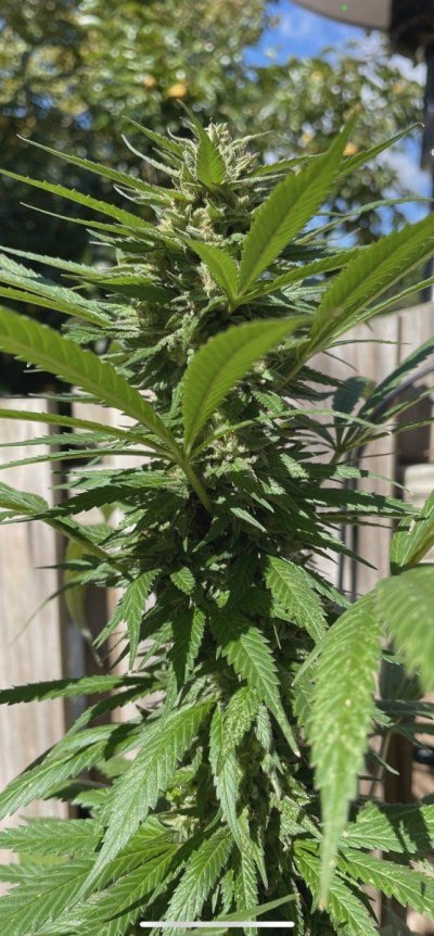 Hawk's Granddaddy Purple & THC Bomb Grow Journal - 2023