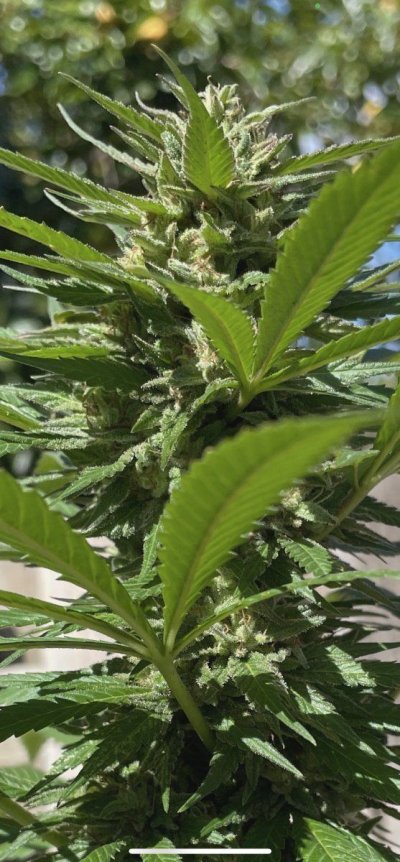 Hawk's Granddaddy Purple & THC Bomb Grow Journal - 2023