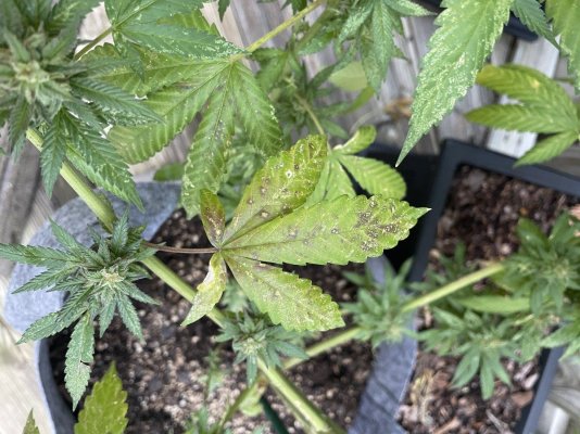 Hawk's Granddaddy Purple & THC Bomb Grow Journal - 2023