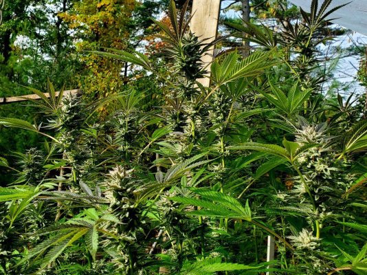 Let's see your 2023 outdoor grow!