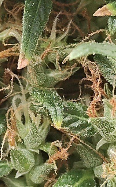 Screenshot_2023-10-15-11-56-40-055-edit_com.moboroid.glassmagnifier.jpg