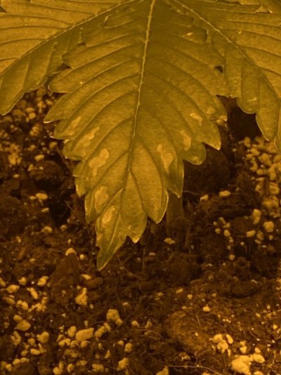 please-help-first-time-grower-and-the-babies-are-sick.jpeg