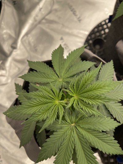 Plant didn’t take to the topping well.