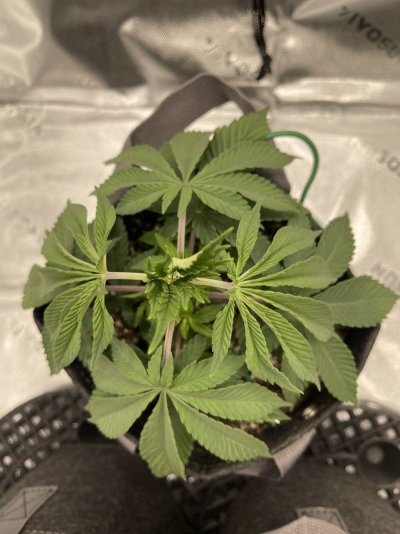 Plant didn’t take to the topping well.