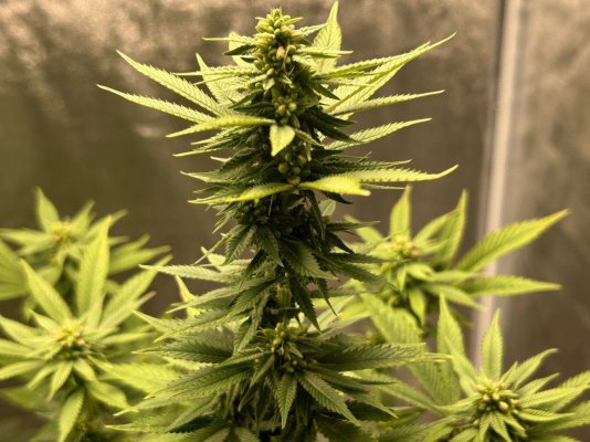 First time feminized plant. When to collect?