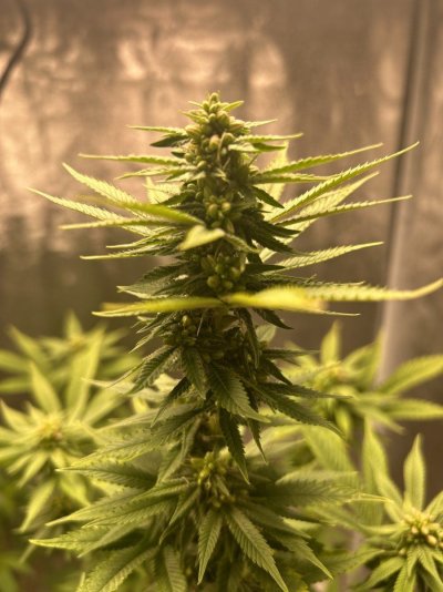 First time feminized plant. When to collect?
