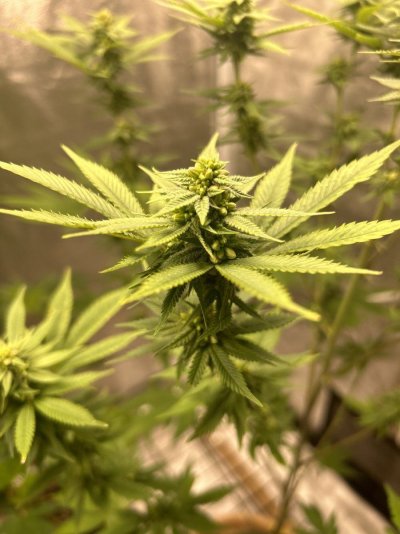 First time feminized plant. When to collect?