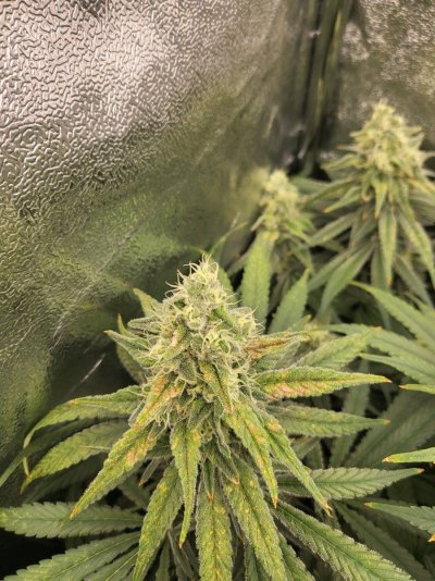 possible-deficiency-at-5-6-weeks-flowering-2.jpg