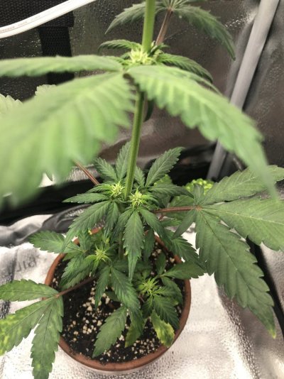 Is this plant flowering? It’s only 3-4 weeks old