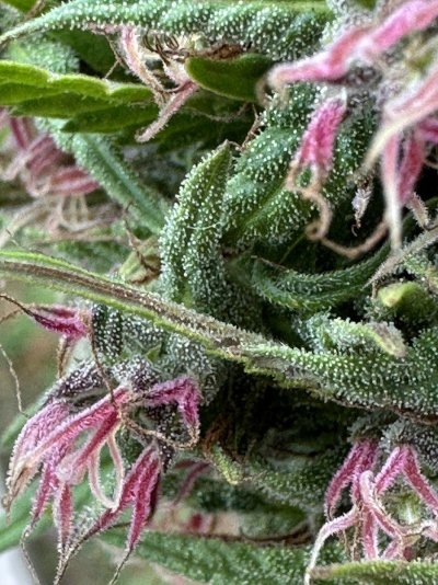 new-grower---am-i-ready-for-harvesting-3.jpeg