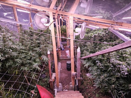 Let's see your 2023 outdoor grow!