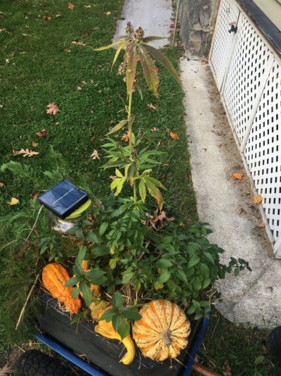 Let's see your 2023 outdoor grow!