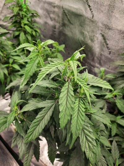 single-bladed-leaves-during-veg.jpg