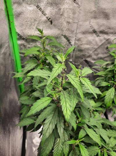 single-bladed-leaves-during-veg-2.jpg