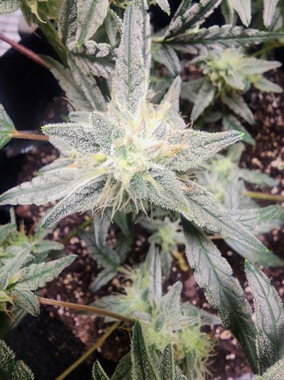 Let's See Your Frostiest Flowers