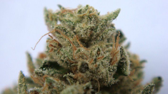 Supernatural Brand ! - THCFarmer