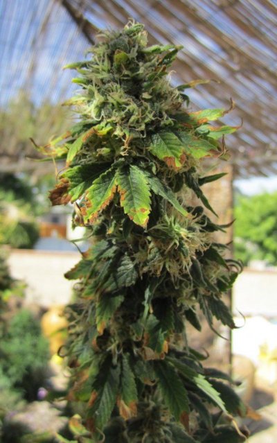 California Cannetics Grow Journal Sonoma Black Dawg