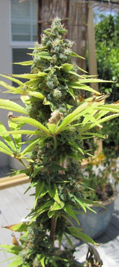 Billy Goat's Chem4 X Choc Thai