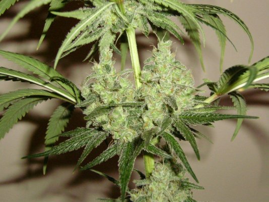 Ooo That Smell! Train Wreck x (Cheese x AWW) Test.