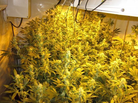 A room full of Triple Kush