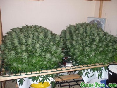 scrog.jpg