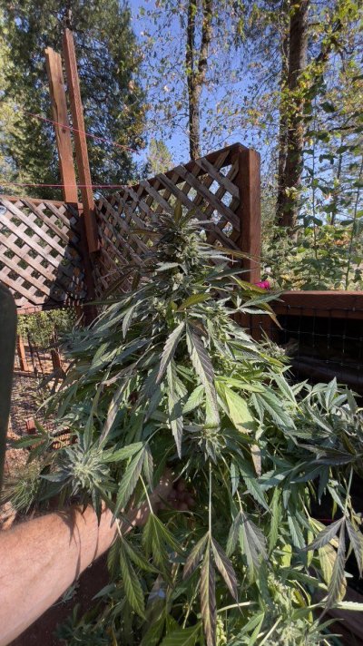 Let's see your 2023 outdoor grow!