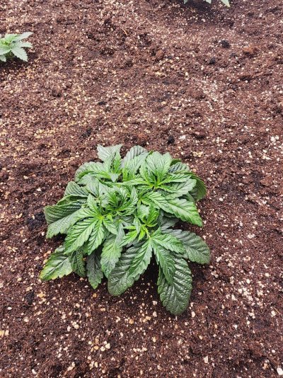 new-grow-papaya-cruch-grape-god-4.jpg