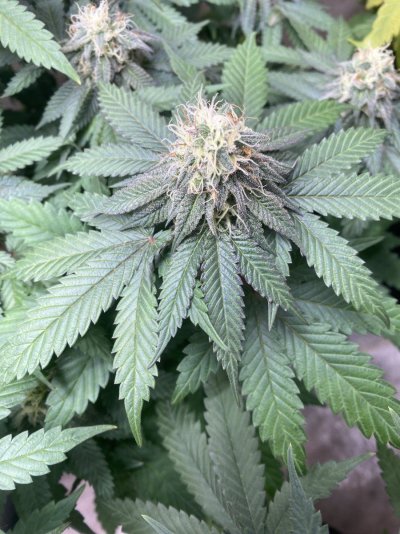 IMG_9695.jpeg