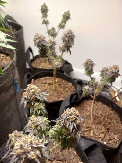 Micro Grow? Anyone else doing micro?
