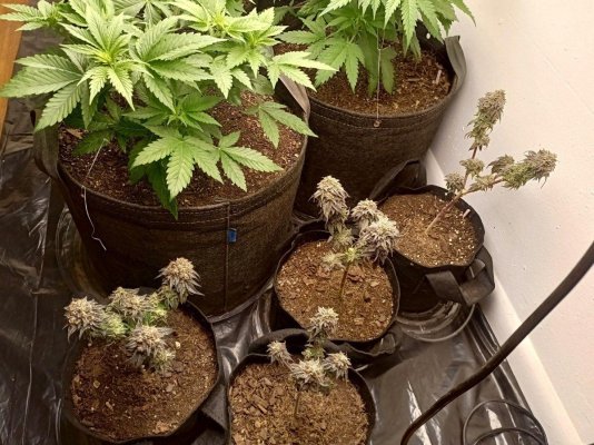 Micro Grow? Anyone else doing micro?