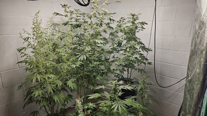 black-haze-matters-x-grape-stank-4.jpg