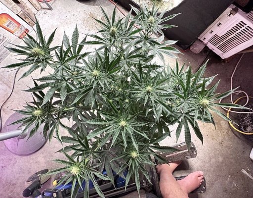 hello-fellow-growers-3.jpeg
