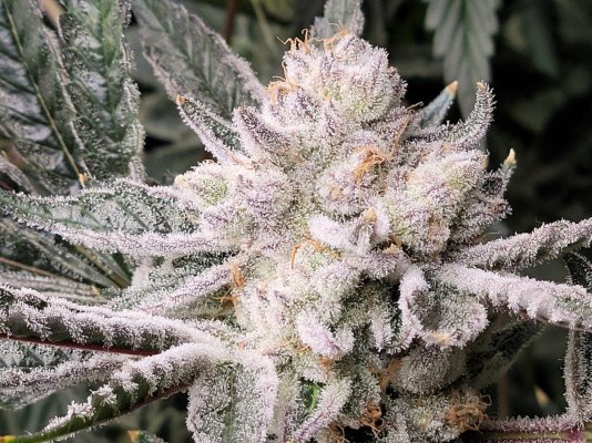 Let's See Your Frostiest Flowers