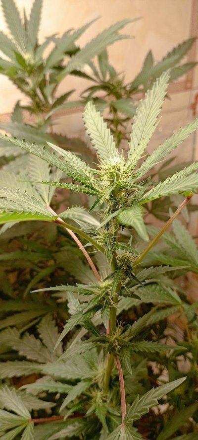 Growing in 3rd World Conditions (Cuba) att #2