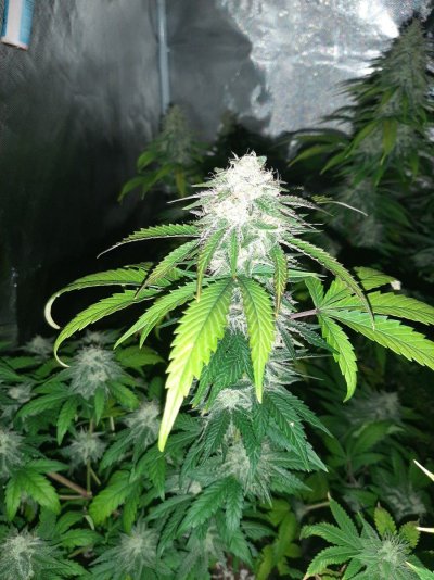 Toms bag seed veg and flower tents