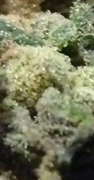 Let's See Your Frostiest Flowers
