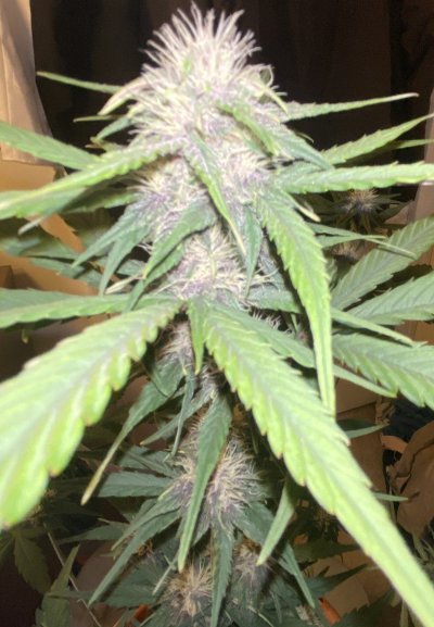 First timer auto wk6
