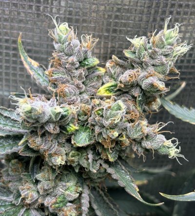 questions-on-using-buds-for-bubble-hash-2.jpeg