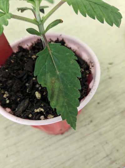 urgent-just-transplanted-but-issues-showing.jpg