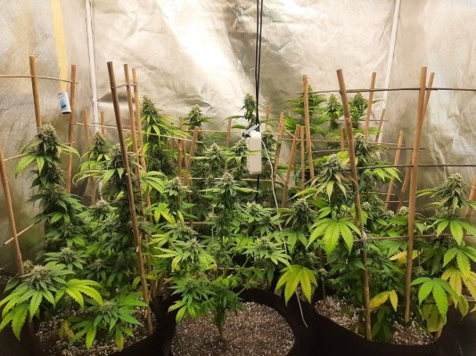 Toms bag seed veg and flower tents