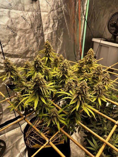 Week 9 of Flower Mag Landrace