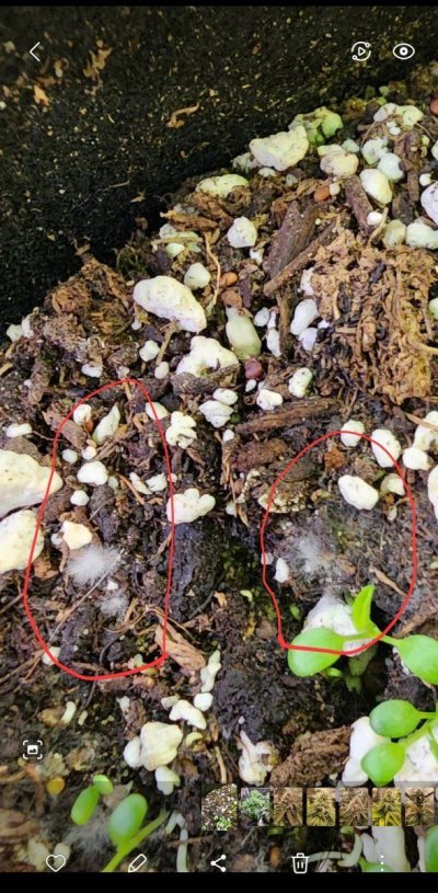 new-grower-needing-help-identifying-white-substance-on-soil.jpg