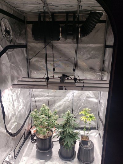 northern-lights--rain-chip-grow-3.jpg