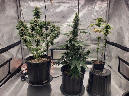 northern-lights--rain-chip-grow-4.jpg