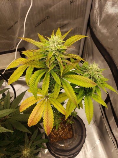 northern-lights--rain-chip-grow-5.jpg
