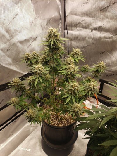 northern-lights--rain-chip-grow-6.jpg